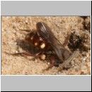 Nomada alboguttata - Wespenbiene w06 8mm.jpg